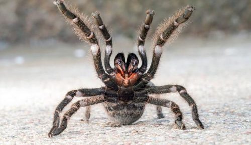 Tarantulas 